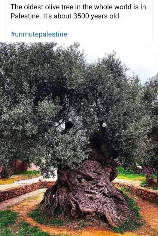 oldest olive tree of the world from palestine